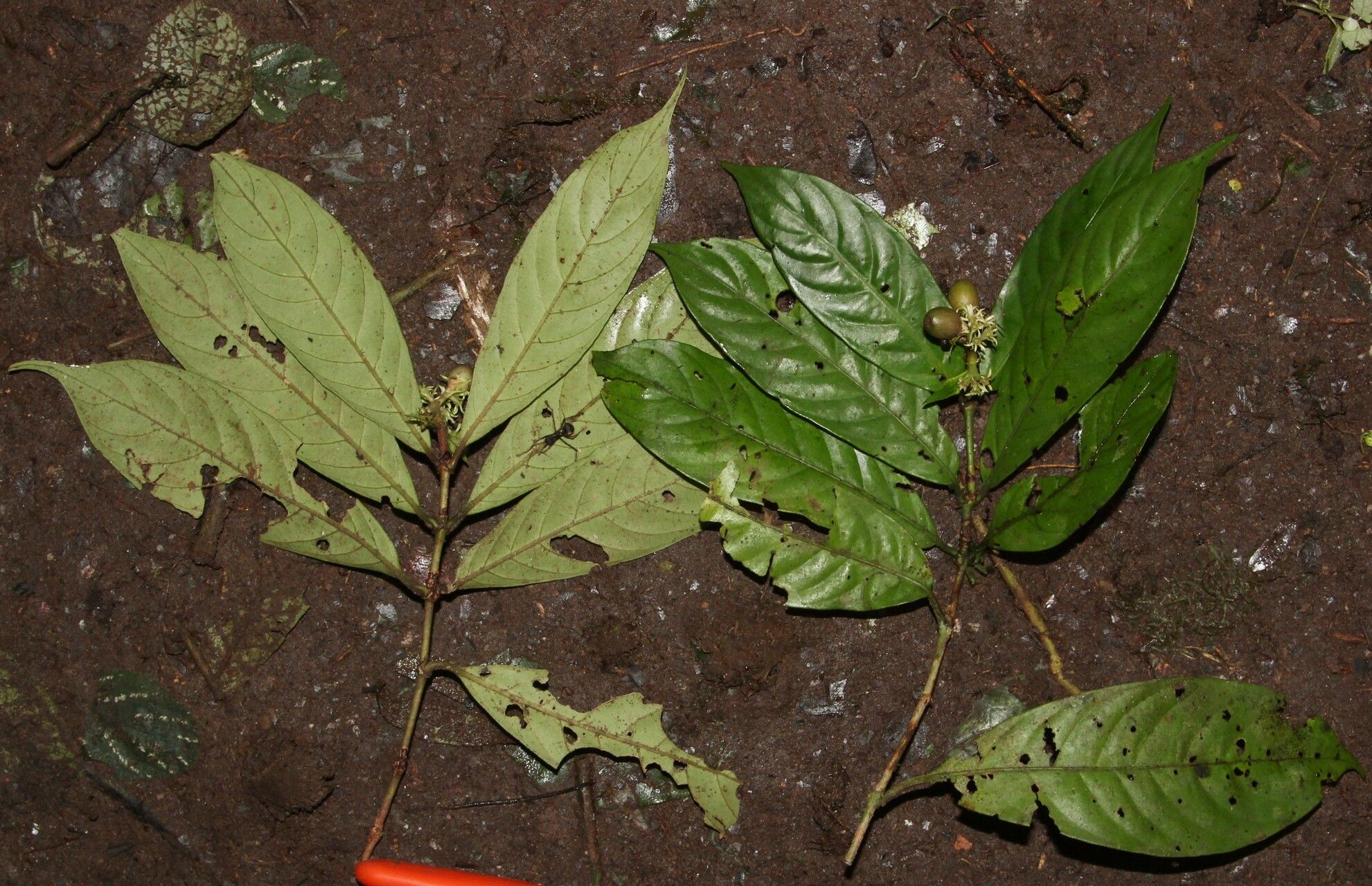 Gaertnera bieleri habit