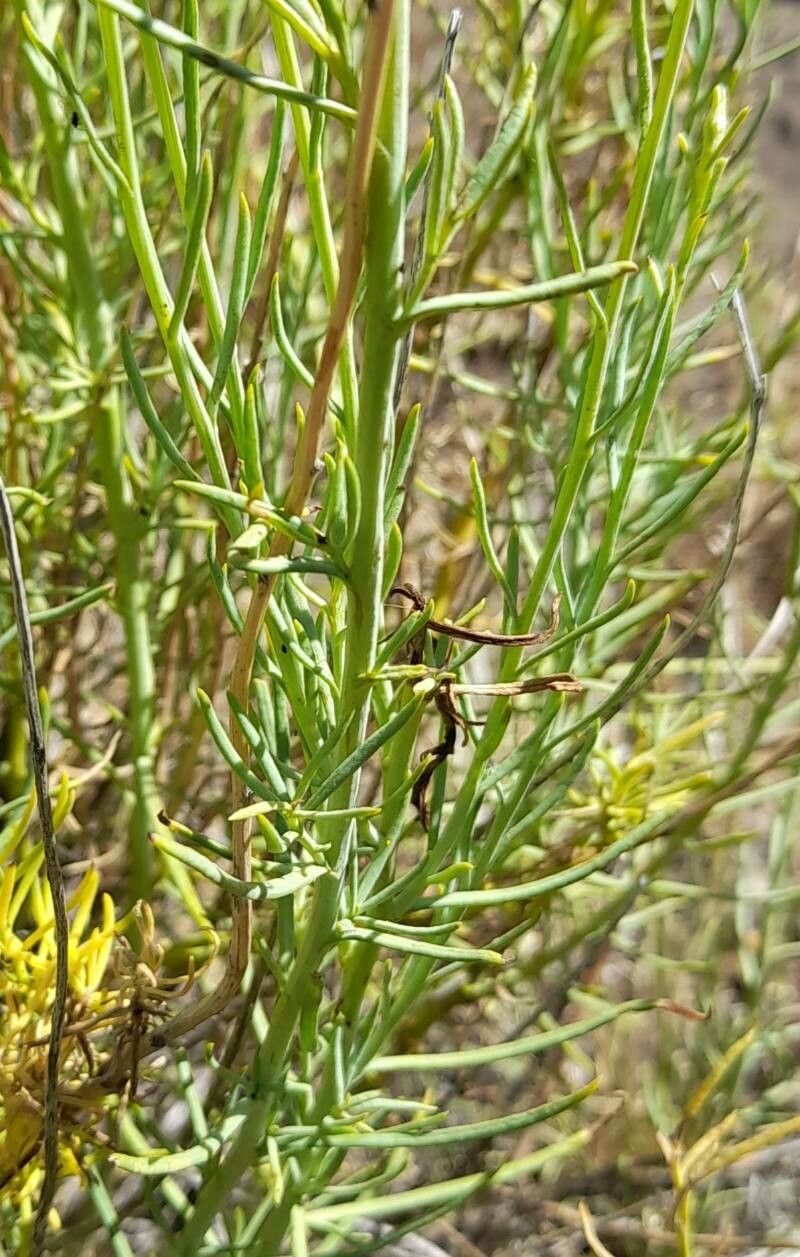Senecio bracteolatus — houseplant care guide