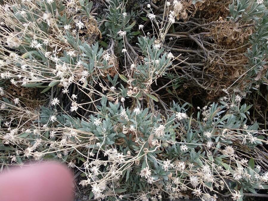 Pterocephalus lasiospermus leaf