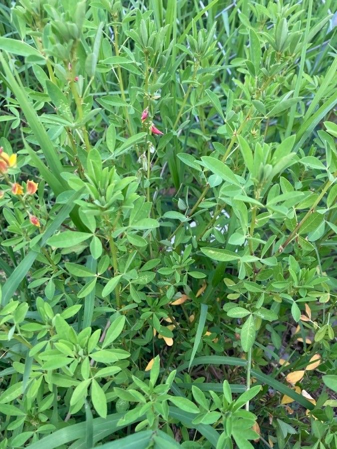Crotalaria pumila leaf