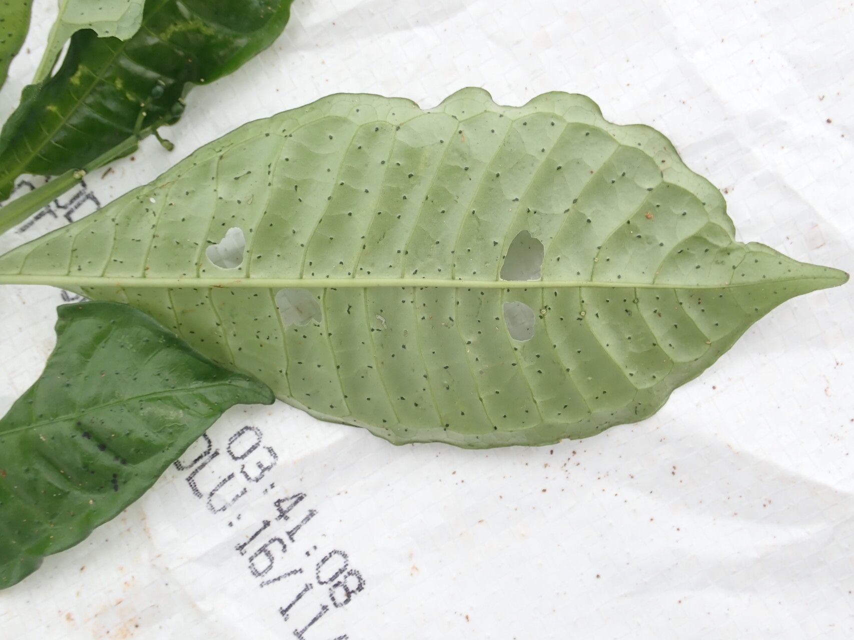 Psychotria leptophylla — houseplant care guide