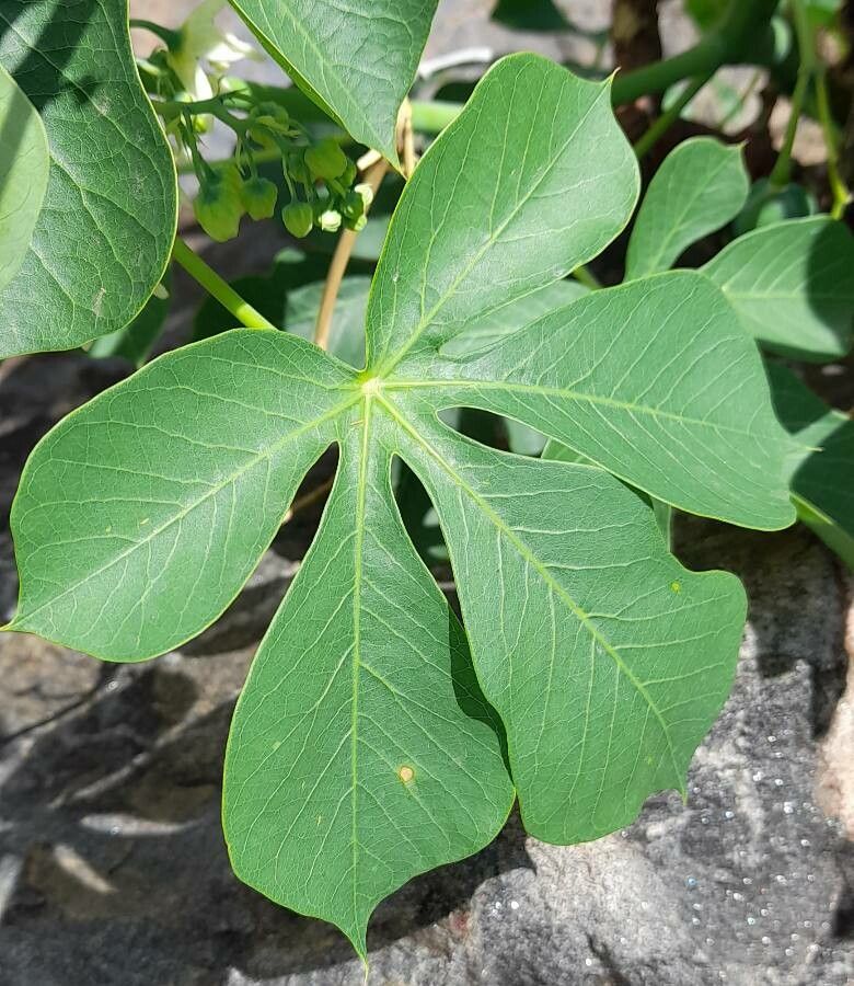 Manihot anisophylla — related species from the same genus