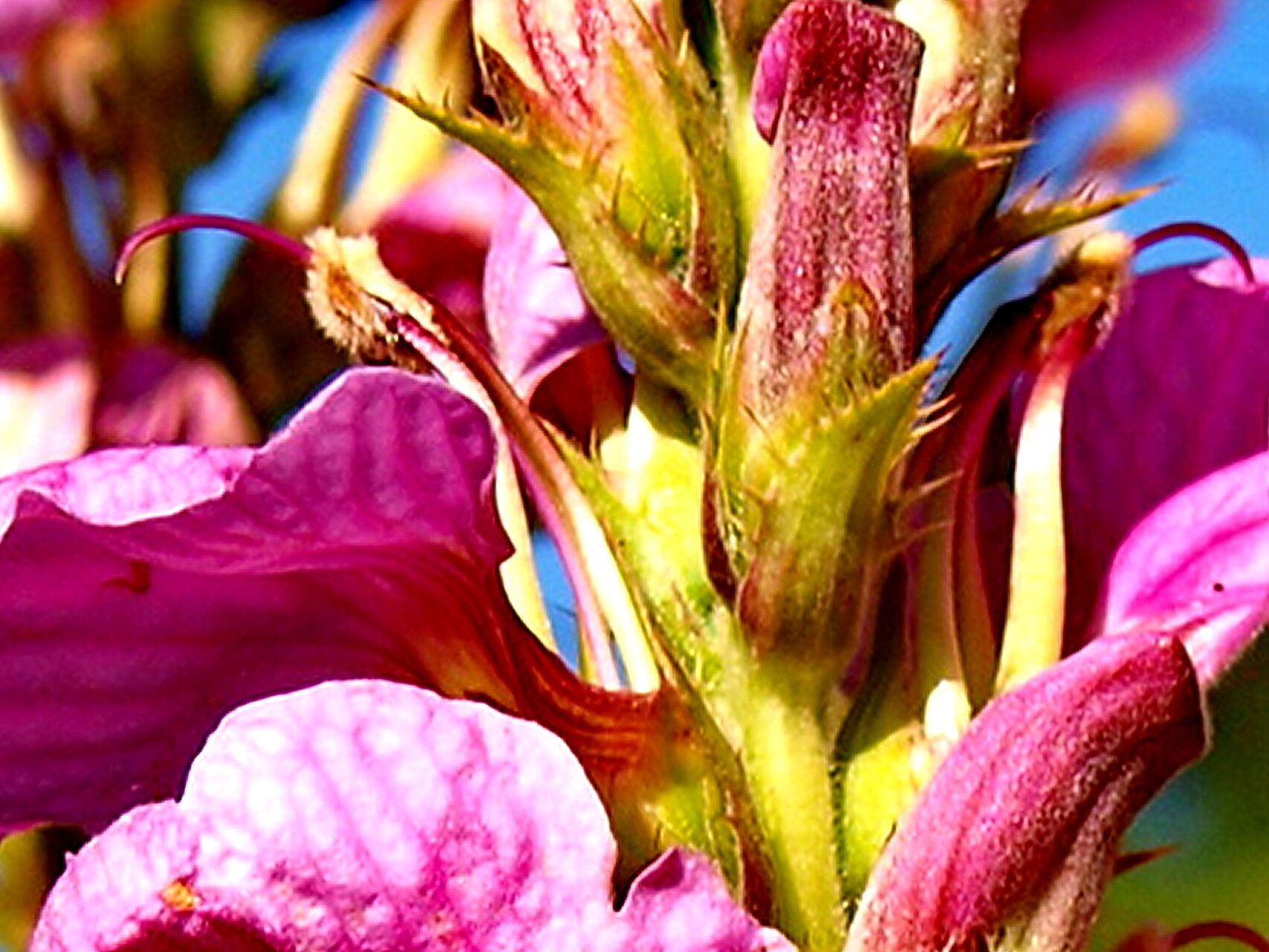 Acanthus polystachyus — search result for 'Acanthus'