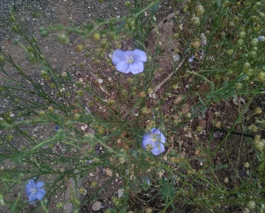 Linum austriacum flower