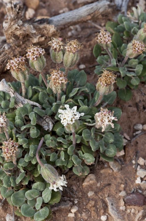 Chamaechaenactis scaposa habit