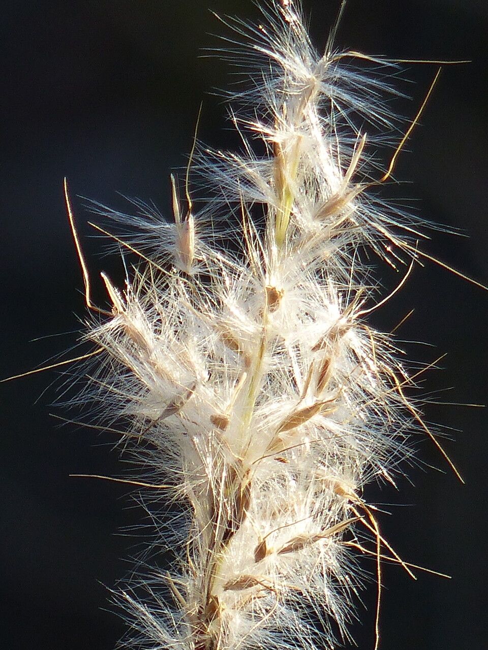 Bothriochloa barbinodis flower