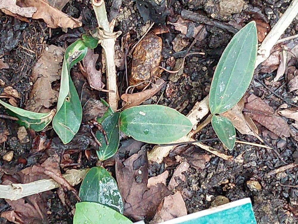 Medinilla loranthoides — search result for 'Medinilla'