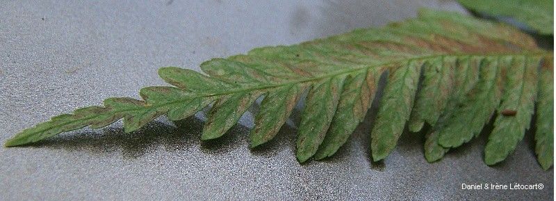 Pteris novae-caledoniae other