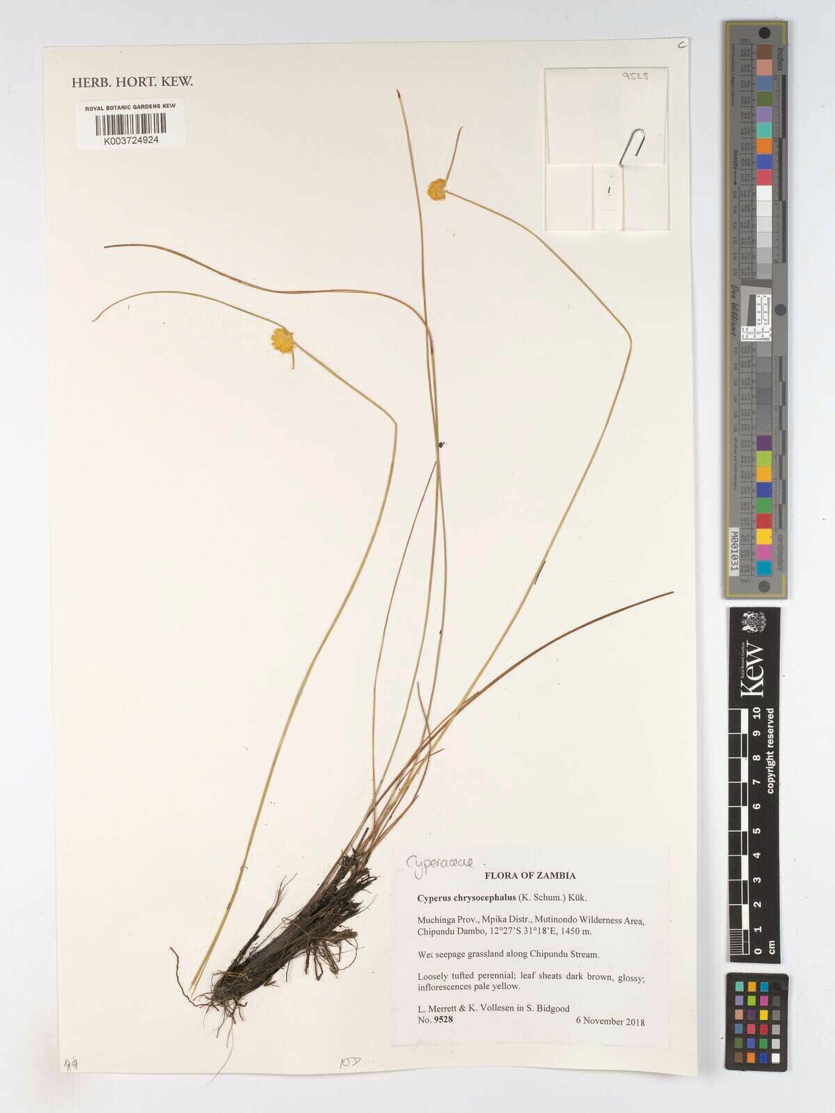 Cyperus chrysocephalus — houseplant care guide