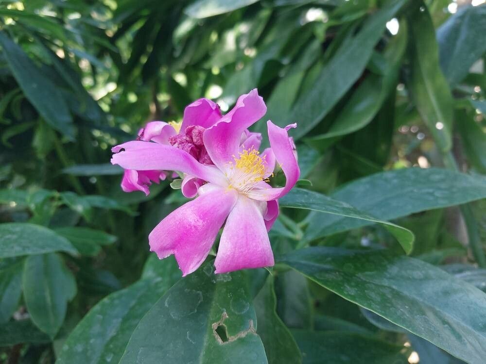 Rhodocactus sacharosa flower