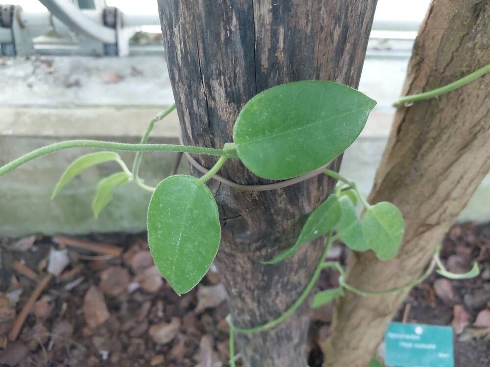 Hoya sussuela — search result for 'Hoya'