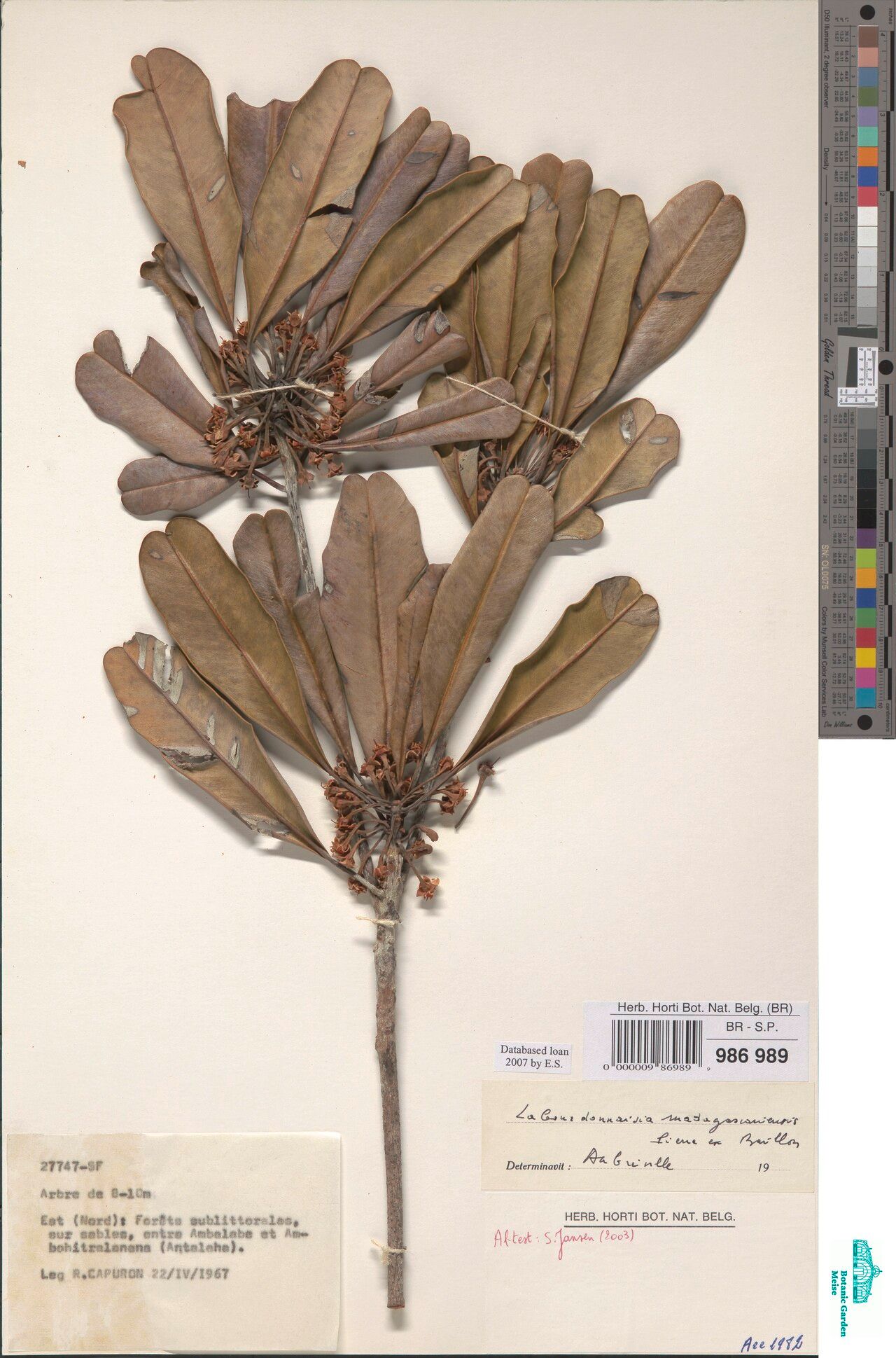 Labourdonnaisia madagascariensis — related species from the same genus