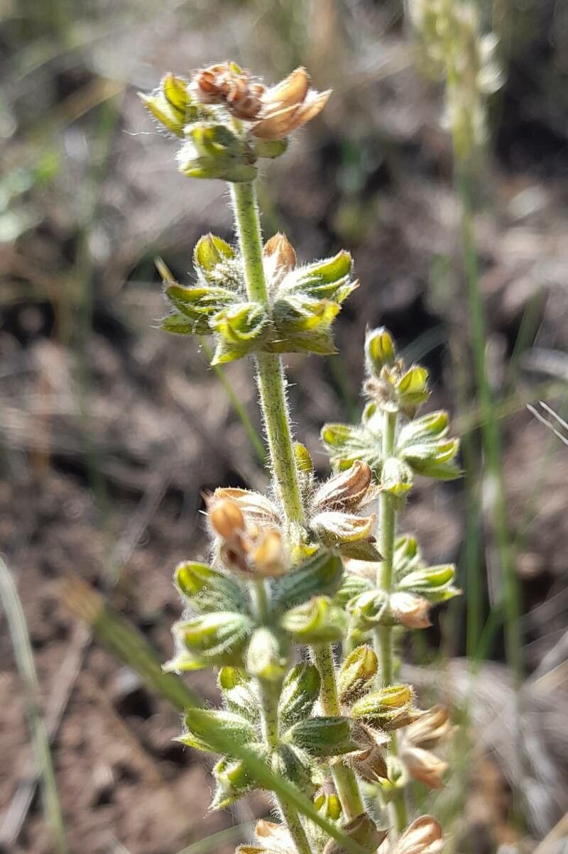 Salvia verbenaca fruit