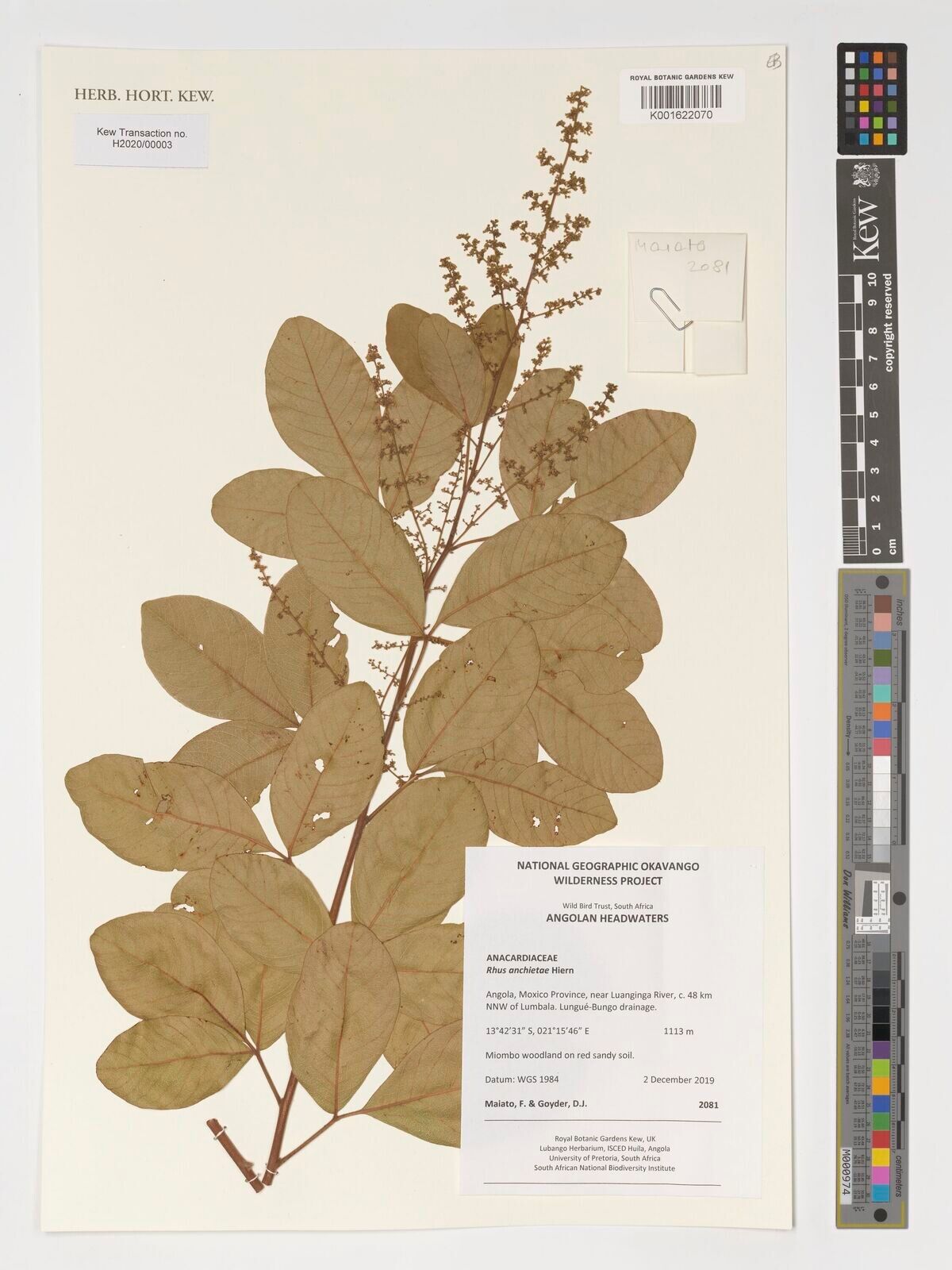 Searsia anchietae — related species from the same genus