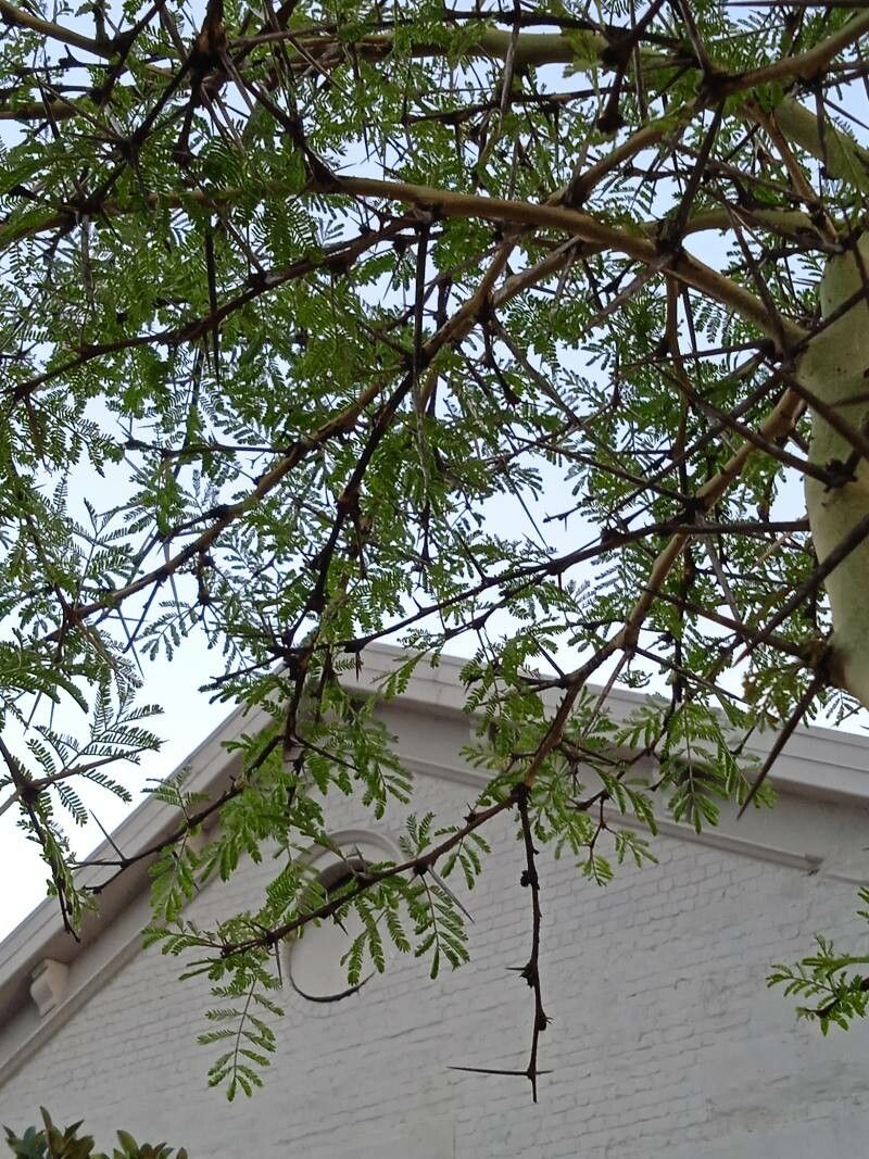 Vachellia xanthophloea leaf