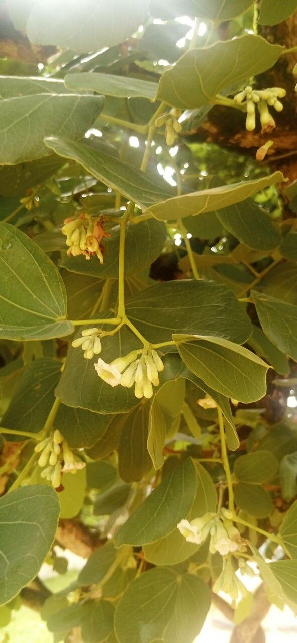 Piliostigma reticulatum flower