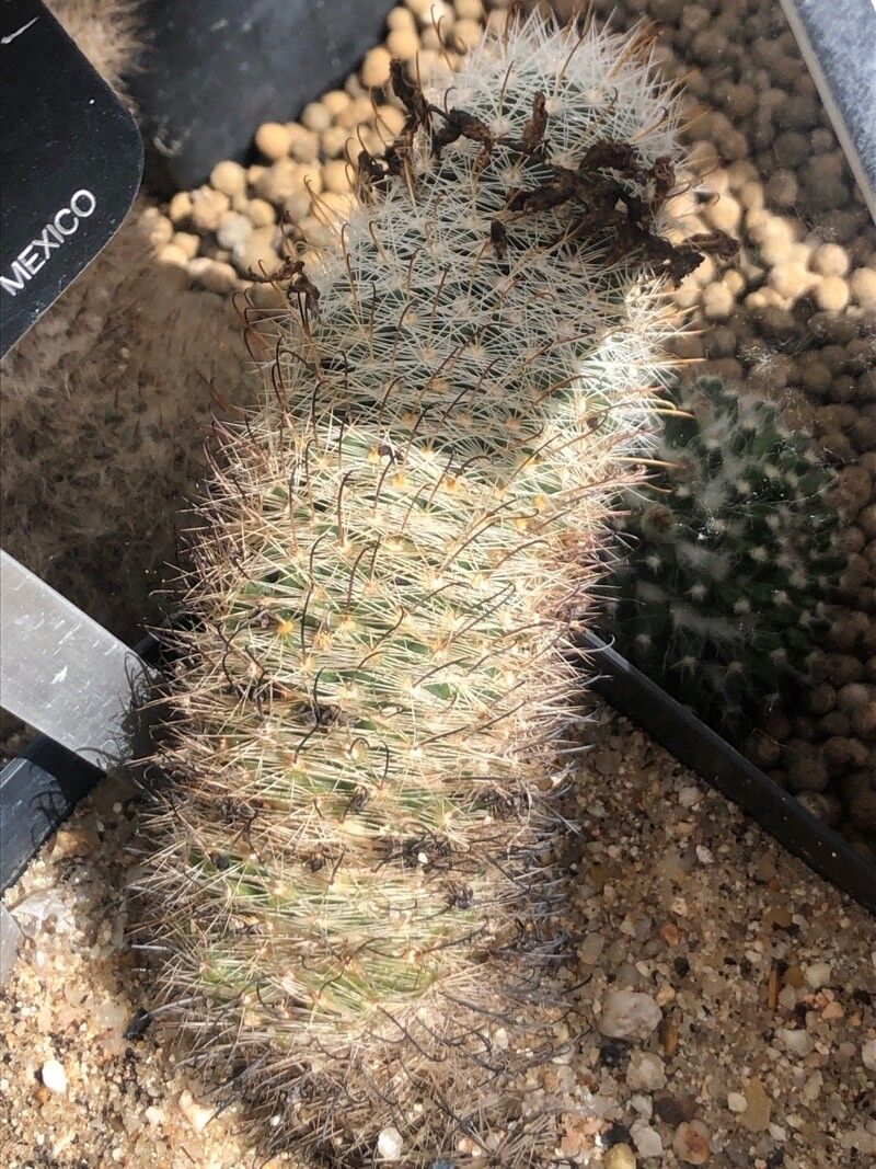 Mammillaria insularis — houseplant care guide