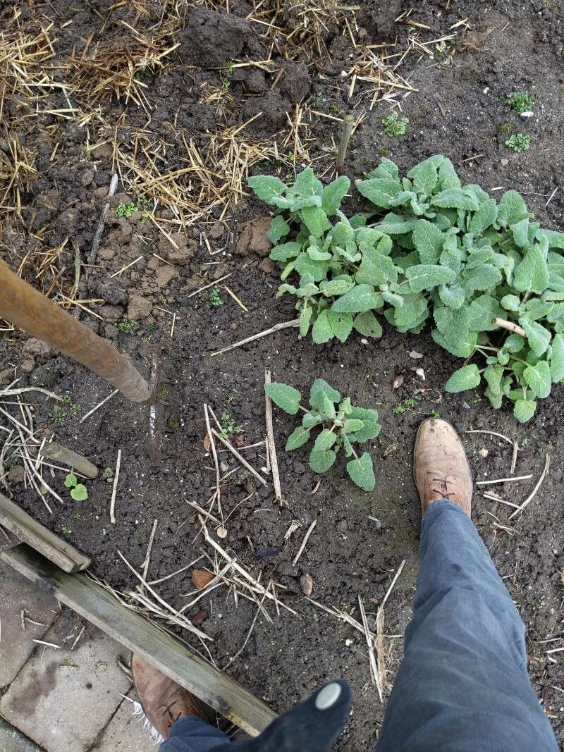 Salvia tingitana leaf