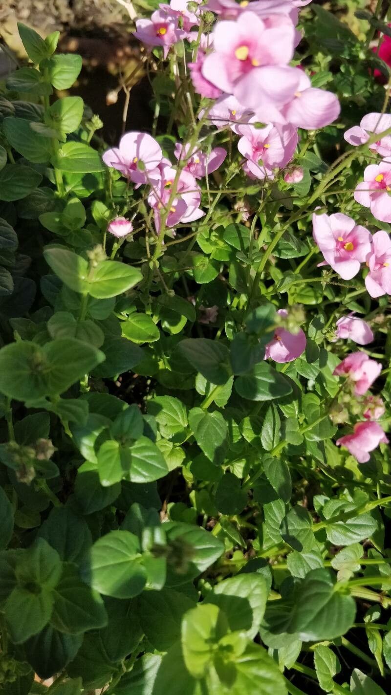Diascia integerrima — related species from the same genus