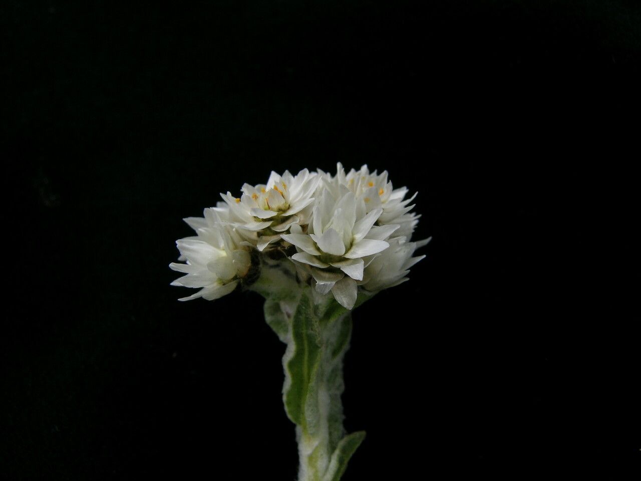 Anaphalis xylorhiza habit