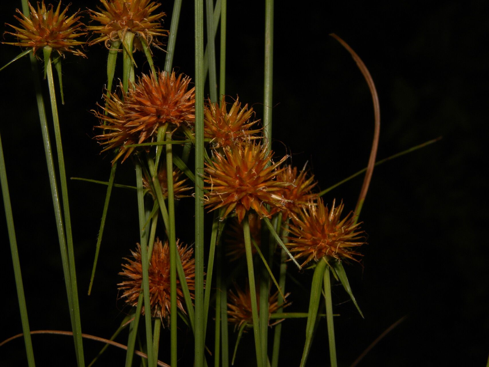 Rhynchospora barbata fruit