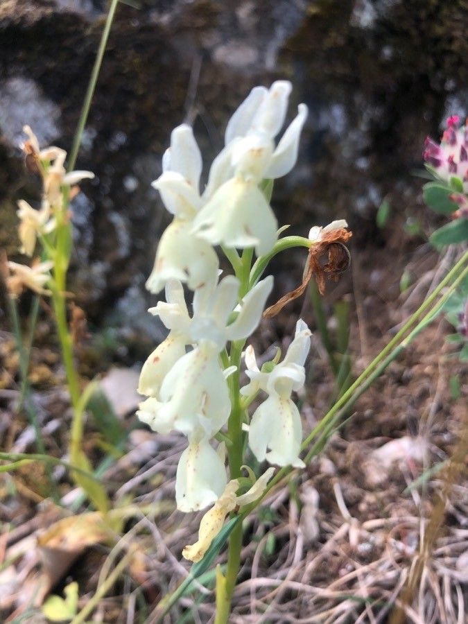 Orchis provincialis flower