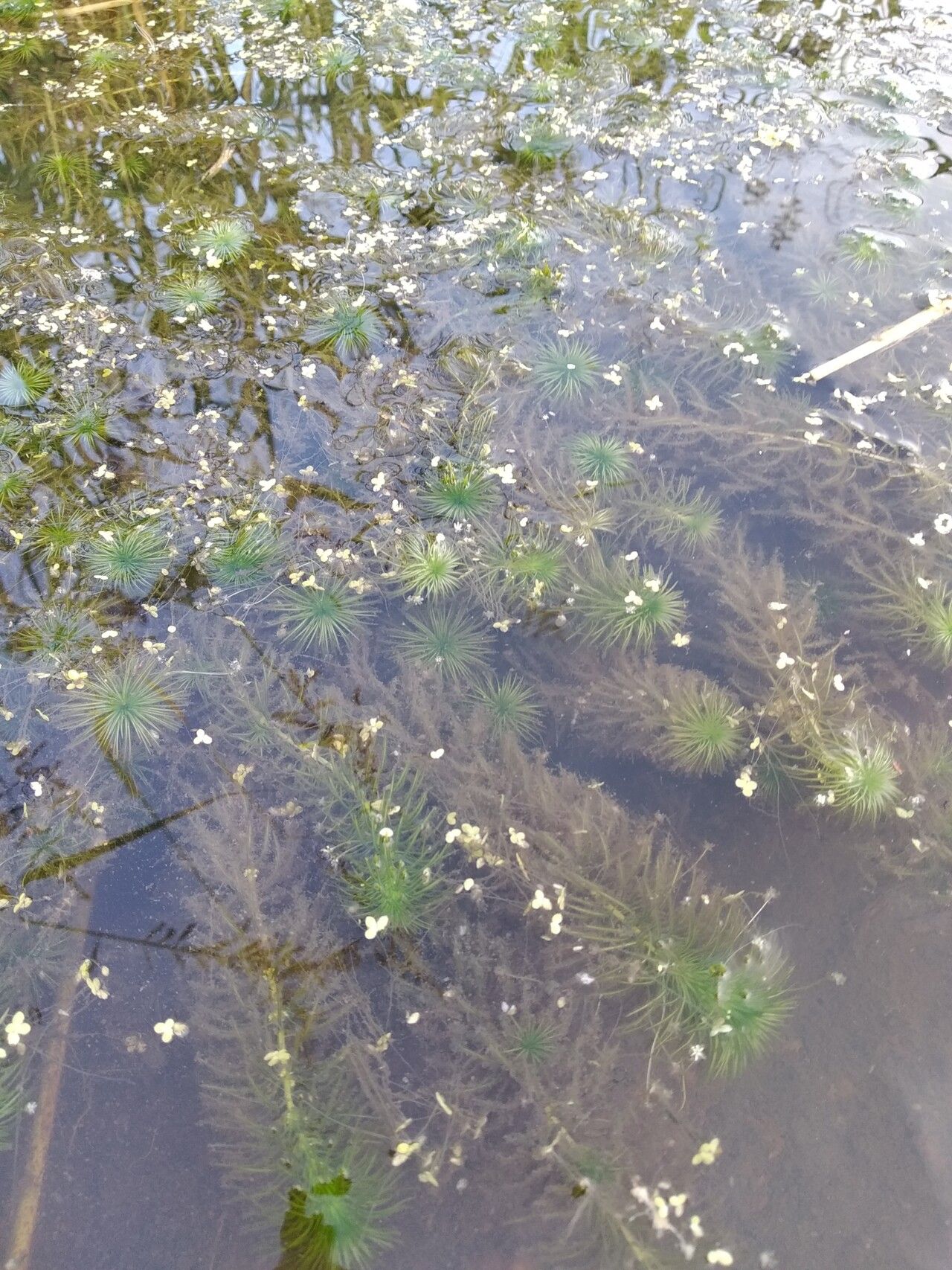 Lagarosiphon cordofanus habit
