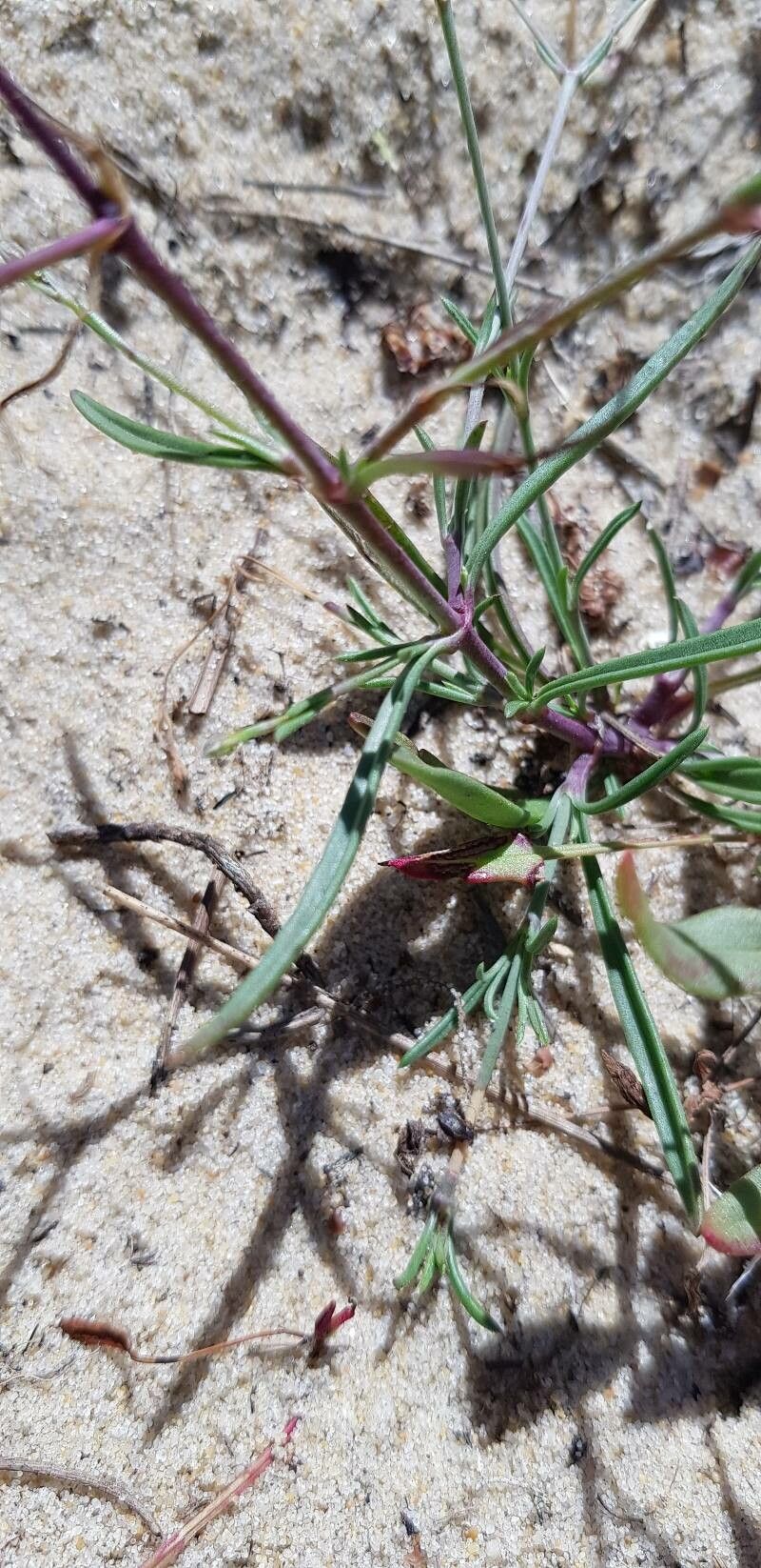 Silene portensis leaf