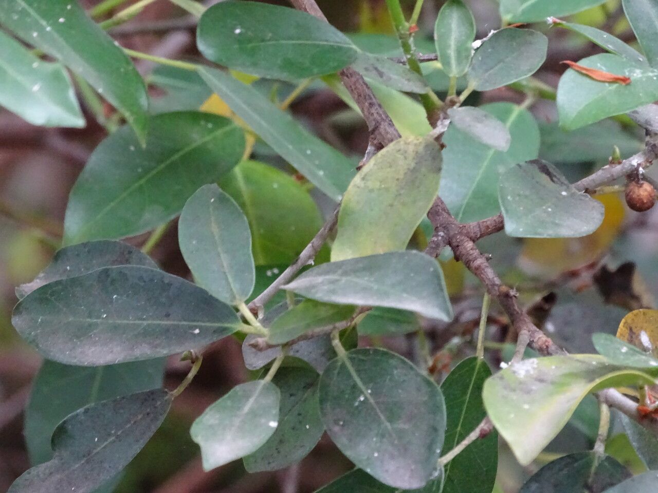 Ficus burtt-davyi — search result for 'Mozambique'