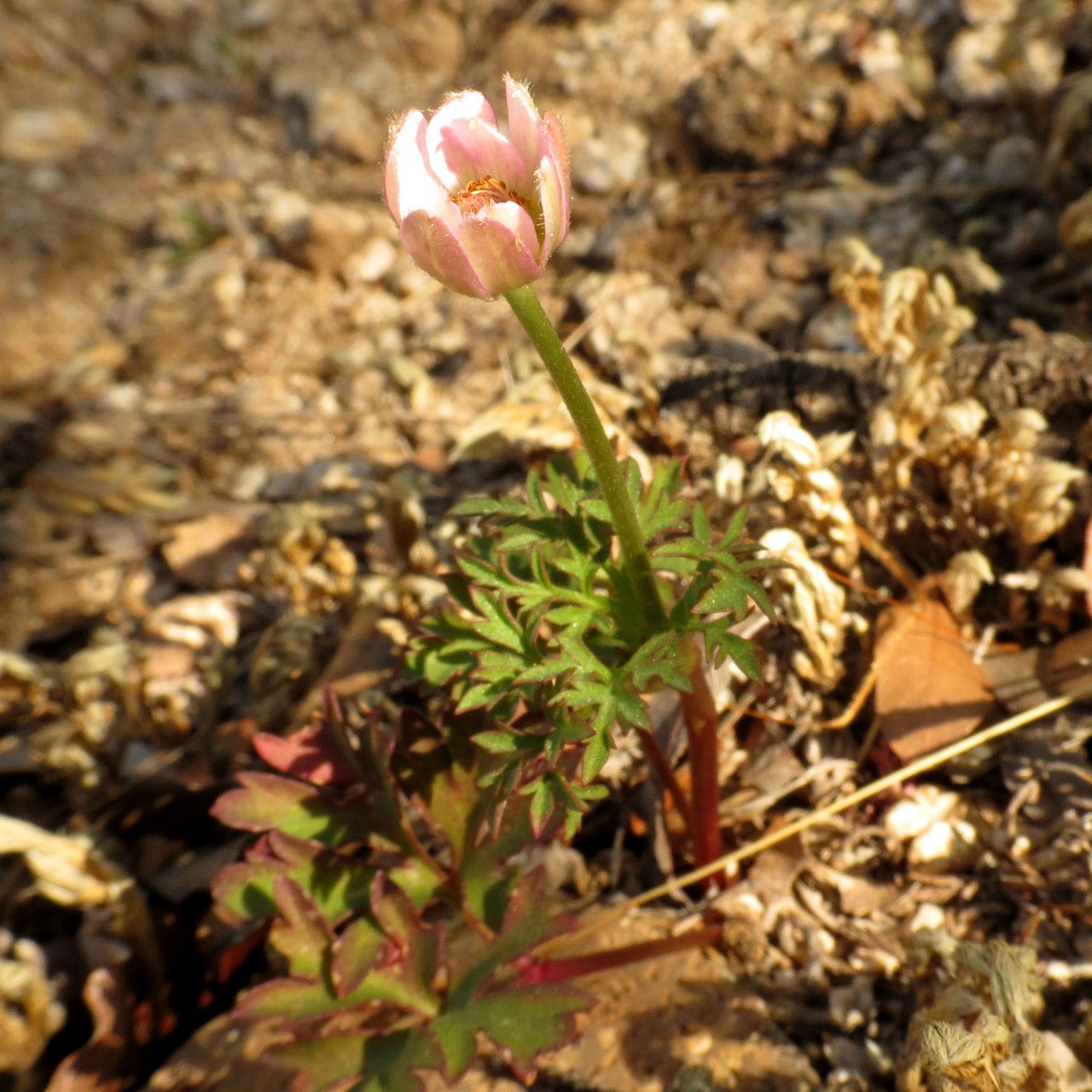 Anemone tuberosa habit