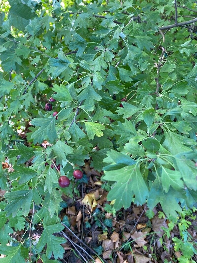 Crataegus rosiformis fruit