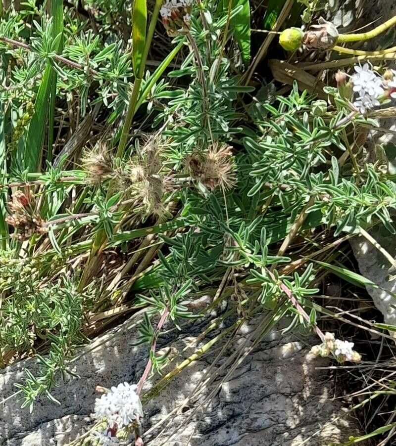 Stevia satureifolia habit