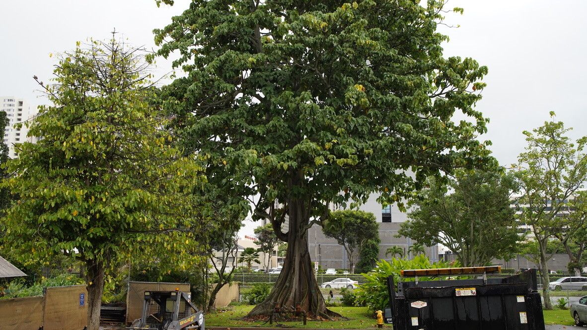 Sterculia ampla habit
