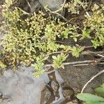 Polycarpon prostratum