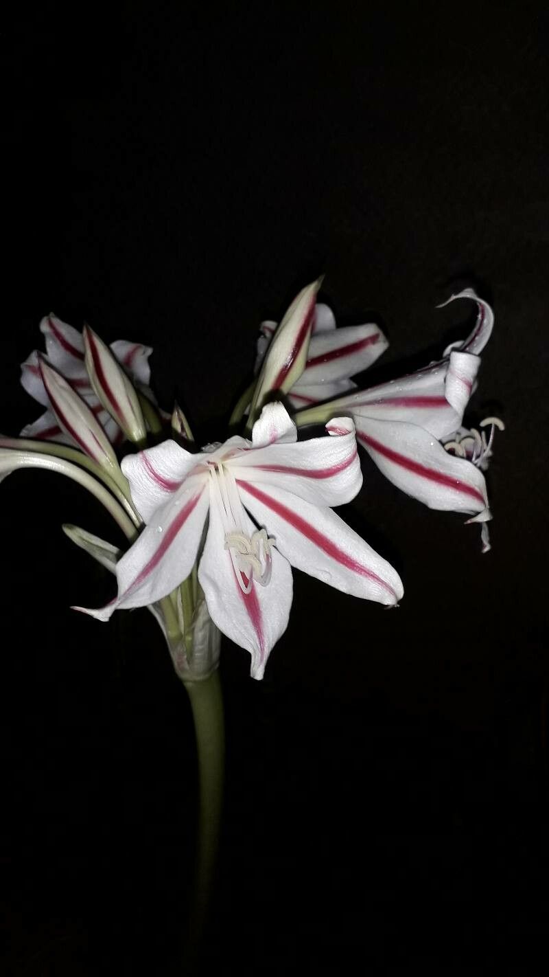 Crinum amabile
