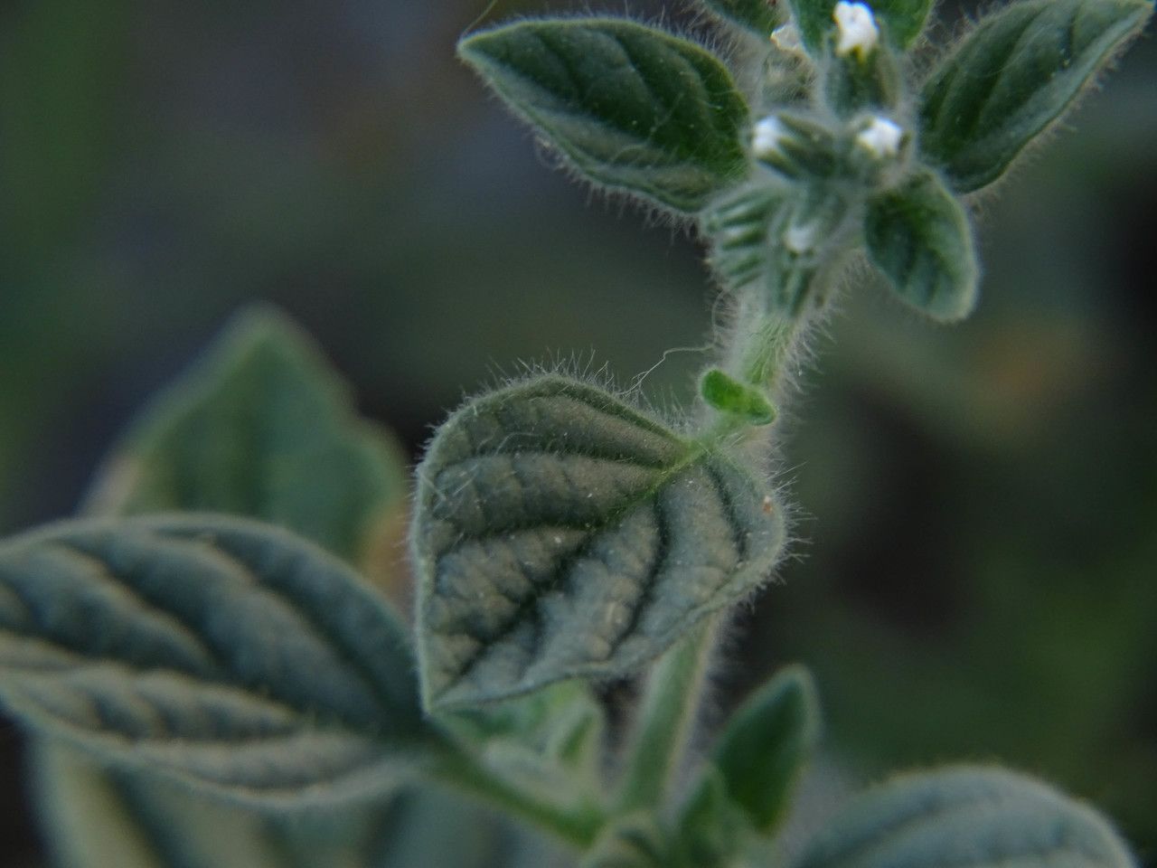 Heliotropium hirsutissimum leaf