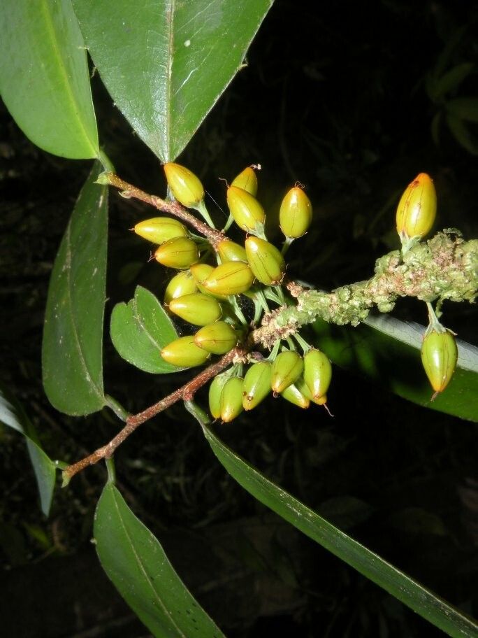 Erythroxylum gracilipes — houseplant care guide