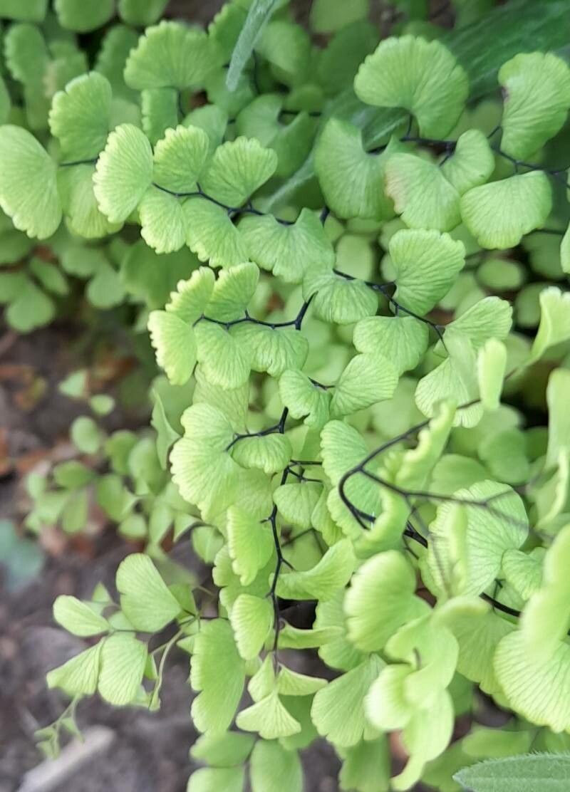 Adiantum poiretii leaf
