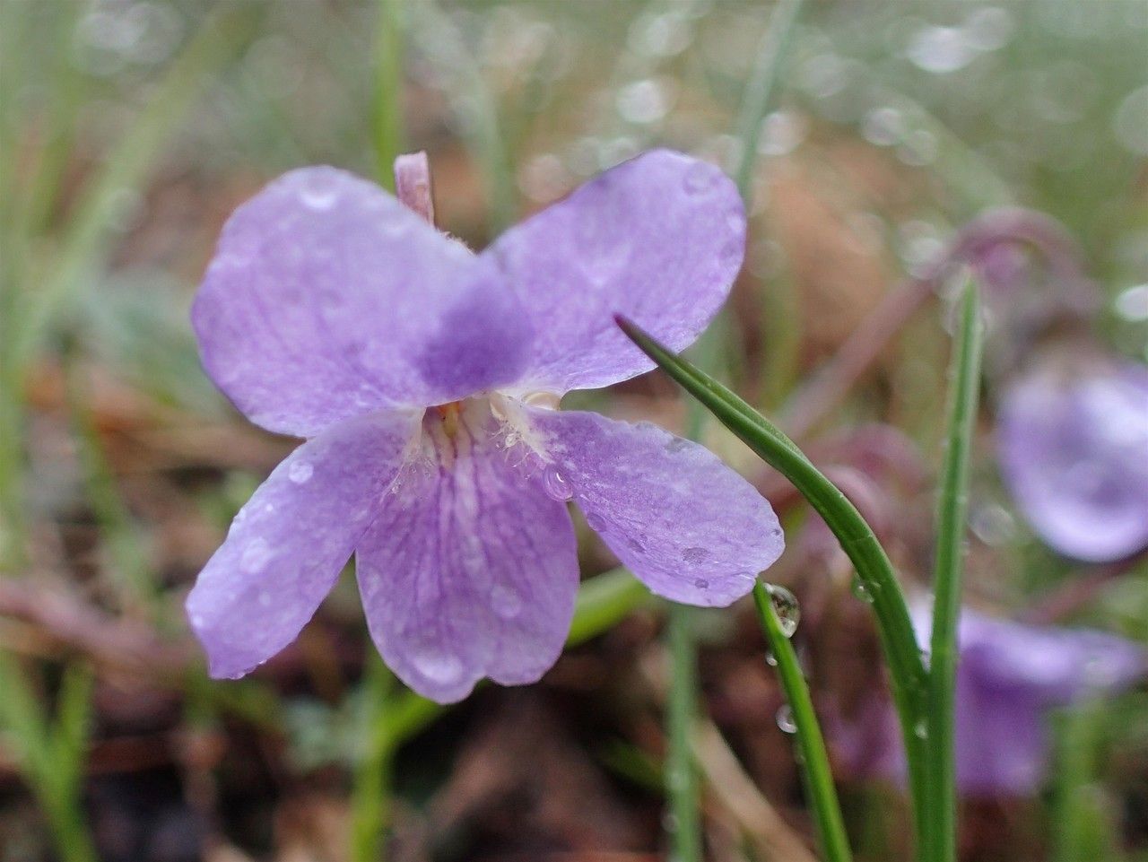 Viola thomasiana — houseplant care guide