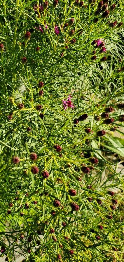 Vernonia angustifolia — search result for 'Alabama'