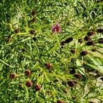 Vernonia angustifolia