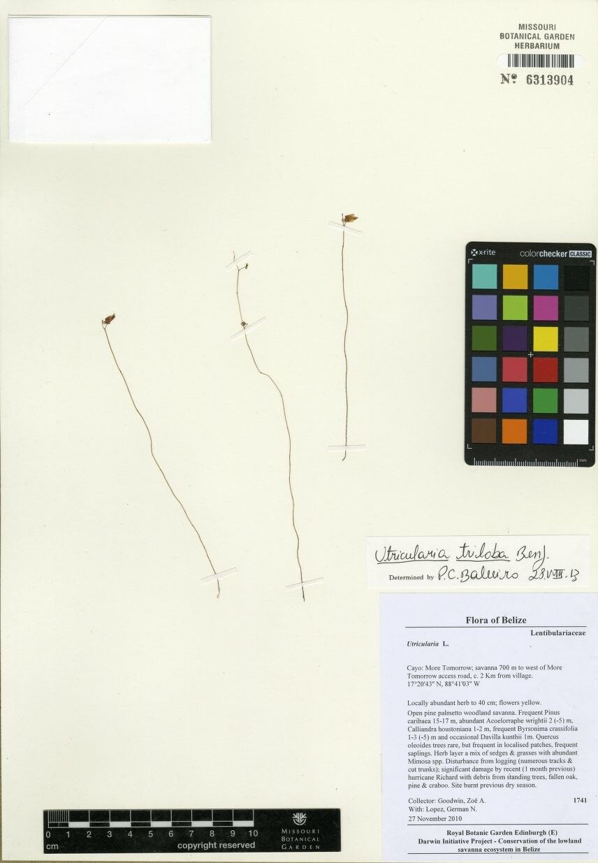 Utricularia triloba other