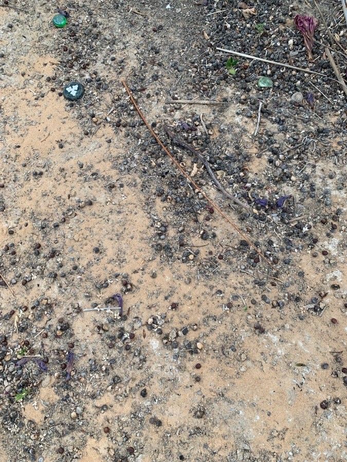 Washingtonia filifera fruit