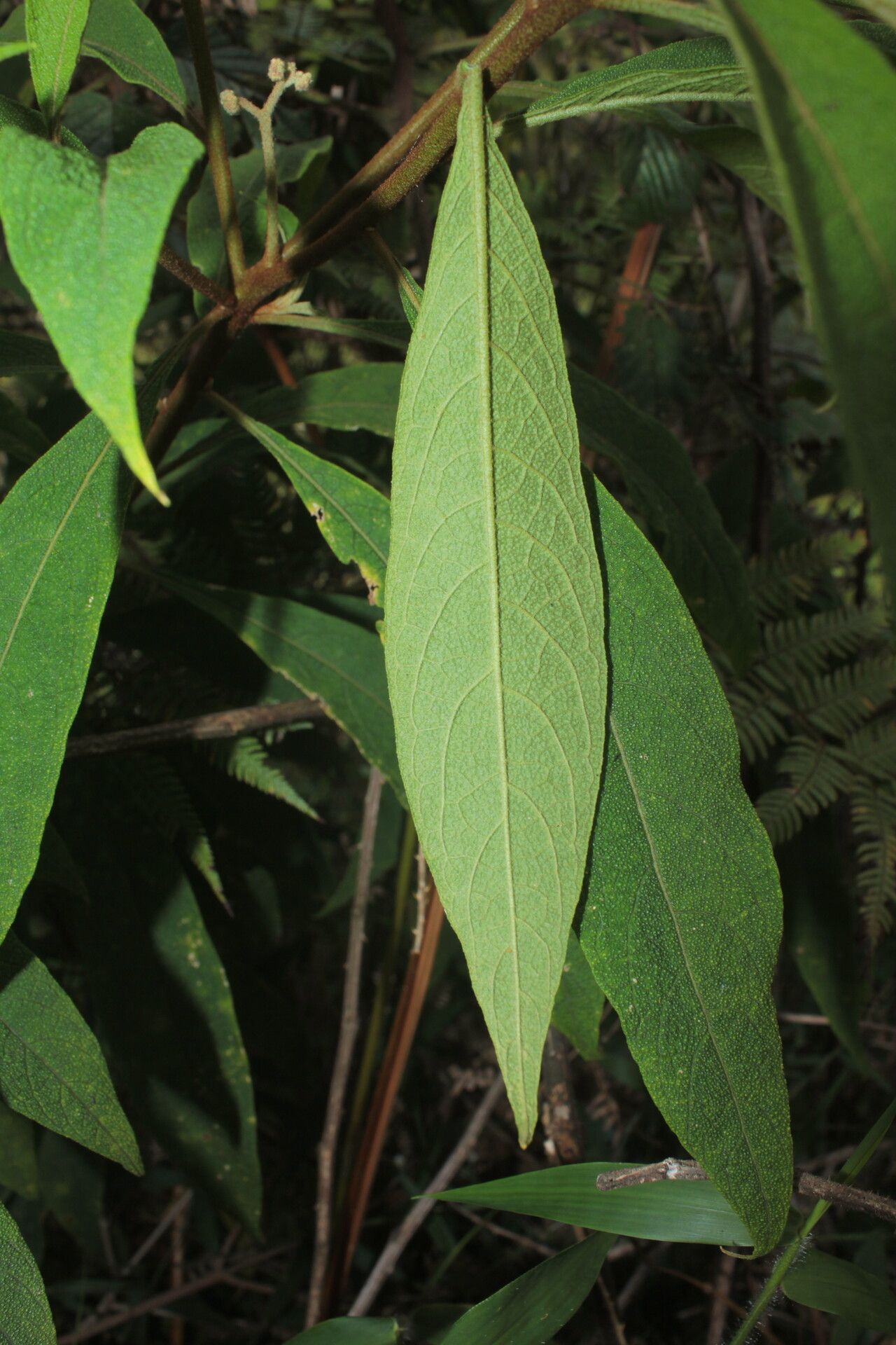 Solanum trachycyphum leaf