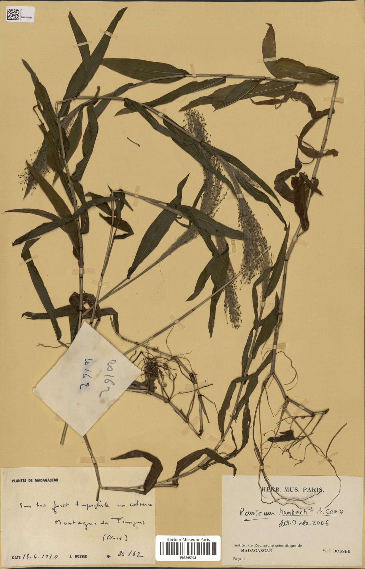 Panicum humbertii — houseplant care guide