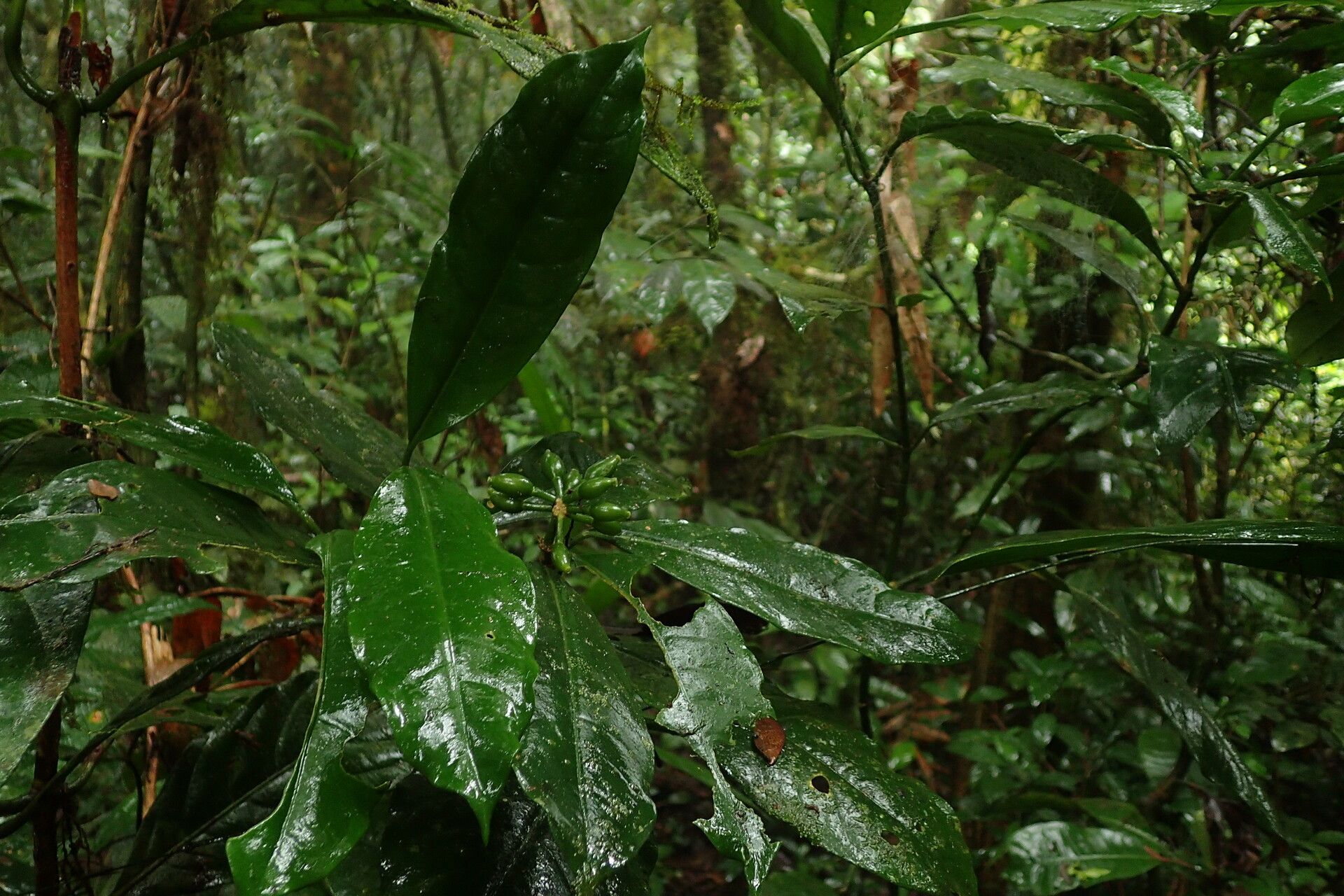 Psychotria sitae habit