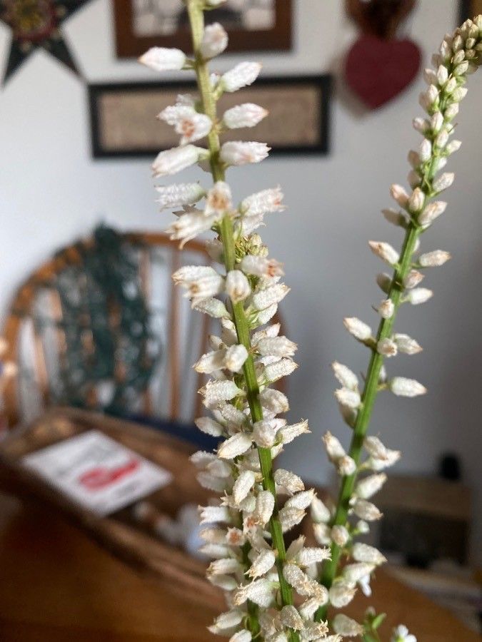 Aletris farinosa flower