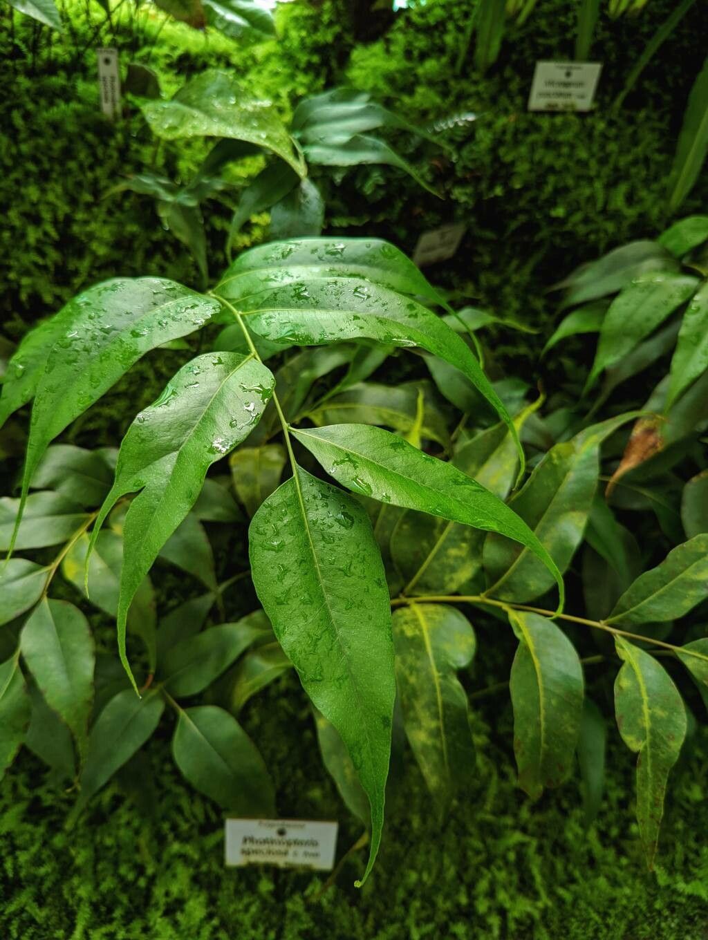 Aglaomorpha speciosa — related species from the same genus