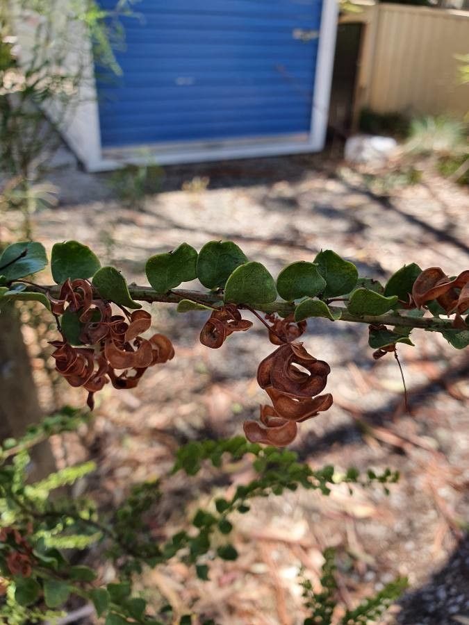 Acacia acinacea fruit
