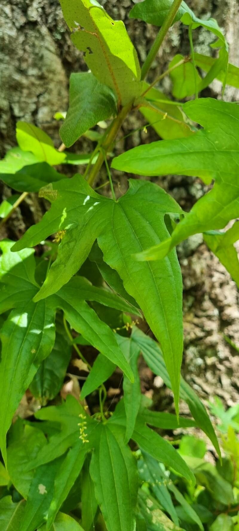 Dioscorea brachybotrya leaf